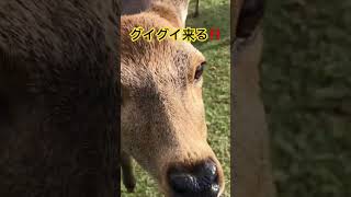 奈良公園飛火野エリアで、グイグイ攻めて来る鹿の１号ちゃん。　#shorts   #deer  #奈良公園　#奈良の鹿  #narapark