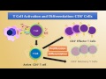T cell Activation and differentiation (FL-Immuno31)