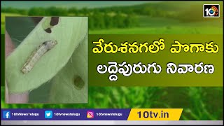 వేరుశనగలో పొగాకు లద్దెపురుగు నివారణ | How To Prevent Crop From Tobacco Caterpillar | Matti Manishi