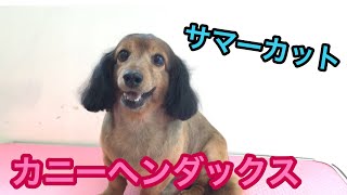 【トリミング風景】人懐こいカニーヘンダックスのサマーカット✂️