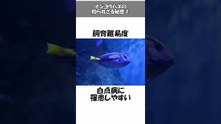 ナンヨウハギは平和主義で攻撃性が低い？意外と知らない豆知識・面白い雑学やトリビアを解説#ナンヨウハギ #豆知識 #雑学 #トリビア #動物  #shorts #shortvideo #short