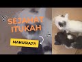 Anak kucing umur seminggu dibuang orang jahat‼️ kucing Ye Pe