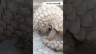 The Secret Life of Pangolins #wildlife #knowledgejourney