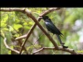 เสียงนกแซงแซว drongo sounds animal sound around me