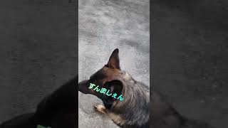 シェパード犬　アグレッシブなタコ坊やに翻弄されるハメに#ボール遊び#屋根#germanshepherd