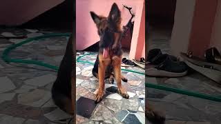 ஏய் என்ன மேன் சொல்றே 🤣 #funny #doglover #comedy #dog #germanshepherd