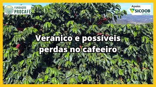 Podcast #162 - Dry spell and possible losses in coffee plants