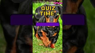 Dog Quiz 6