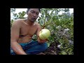 potensi lahan gambut sebagai kebun buah jambu kristal dll