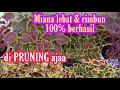 Pruning cara buat miana tumbuh rimbun lebat anti gagal