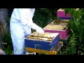 NNY Bees Natural Beekeeping - Hive 8th week - July 6th, 2016 - Bottom Supering