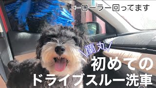 初めてのドライブスルー洗車を受ける！【ミニチュアシュナウザー】