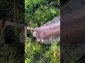 Achatina Fulica 🐌#africansnail  #shorts #shortvideo