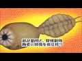 おもしろ雑学（音声入り）　絶滅した古代生物編③　シダズーン 【 こたっちゃんねる】