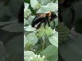 Pollinator Native Plant: Mountain Mint, Pycnanthemum Muticum