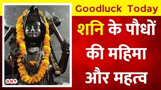 Goodluck Today: शनि के पौधे शमी और पीपल की महत्व ? ज्योतिष शैलेंद्र पांडेय से जानिए