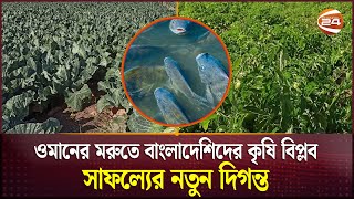 ওমানের মরু ঢাকা পড়েছে বাঙালিদের সবুজ ফসলে | Oman Agriculture | Channel 24