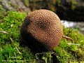 jelenka obecná elaphomyces granulatus