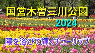 国営木曽三川公園2024　陽を浴びて輝くチューリップ