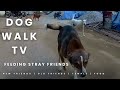 DOG WALK-TV | Heartwarming Long winter walk&feeding strays | #petvlog #pets #dog #doglover #nature