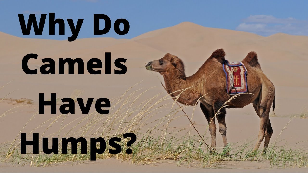 Why Do Camels Have Humps? - YouTube