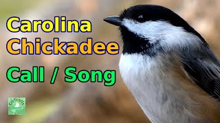 Carolina chickadee call / song & meanings