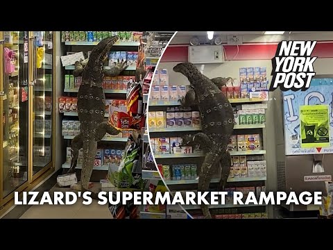 Giant Lizard Goes On Supermarket Sweep Wild Video Goes Viral New