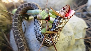 Este Inseto Pode Matar Facilmente a Cobra