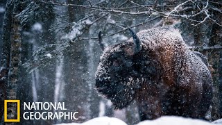 Дикая Природа России Документальный Фильм National Geographic FULL HD
