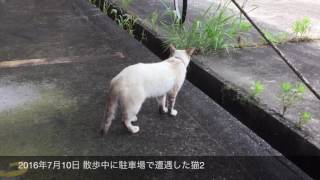 散歩中に駐車場で遭遇した猫 2japanese cat