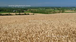 【動画素材 8707】麦畑 | 北海道 清里 | 4K UHD