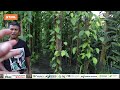 পাণ খেতি কেনেকৈ কৰিব how to grow betel leaf। betel leaf farming benefit assam agriculture news।