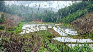 พายุฝนถล่ม ช่วยพี่ดำนา  หนาวมาก