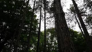 Forest - Trees | No Copyright Video