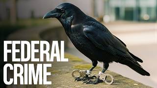 Why Owning a Crow Is ILLEGAL in the United States
