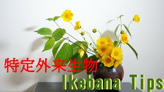 【生け花】道具を使わず枝を固定【ikebana】特定外来生物/オオキンケイギク/Tips/Fix the branches without using tools/不使用工具即可修復分支/花瓶/꽃병