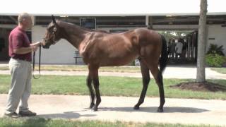 Hip 234 | BERNARDINI - HISHI ASPEN colt