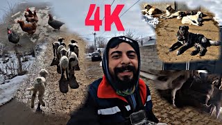 KIŞIN ÇOBANIN 1 GÜNÜ VLOG ÇEKİMİ~KÖPEKLER KOYUNLAR KUZULAR İNEKLER NE ARARSAN VAR