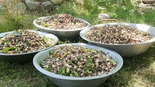 TUT Ernte (Maulbeeren) and relaxing, village life in Afghanistan