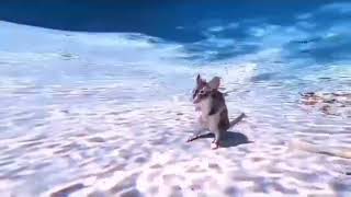 rat standing under the water meme template || rat standing in swimming pool meme template