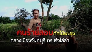 คนร้ายลอบตัดไม้พะยุงอายุกว่า 100 ปี กลางเมืองจันทบุรี