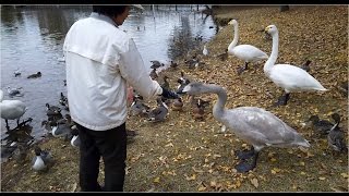 オオハクチョウ上陸群がる　20161123  大塚池公園のハクチョウ白鳥スワンSWANS