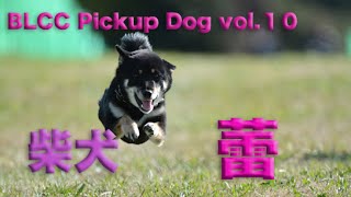 BLCC Pickup Dogs Vol.１０　 柴犬　蕾