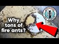 A quick Time-lapse of ants!!!