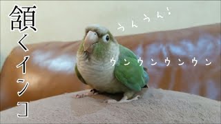 『ウンウンウン…』何度も頷くウロコインコ〔Nodding green cheek conure〕