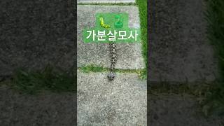 가분 살모사  살무사 🐛🐍🐍🐍 애벌레독사 최고의 독