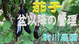 盆以降の茄子の管理　邑南町　駒川農園　22.8.16