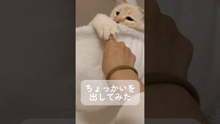 ちょっかい出してみた #cat #ねこの日常 #猫のいる暮らし #ねこのいる生活