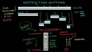 Restriction mapping - Biology tutorial