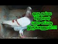 HOW TO JUDGE A PERFECT RACING HOMER PIGEON - SIMPLE TIPS FOR BEGINNER | CHENNAI PIGEONS TAMIL